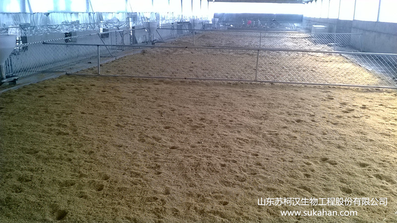 發(fā)酵床 發(fā)酵床養(yǎng)豬技術(shù)