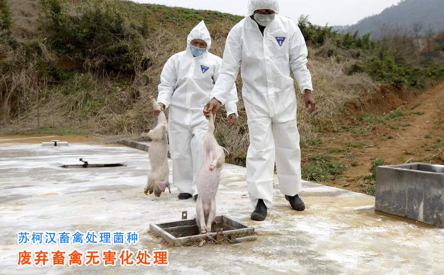 畜禽處理菌種.jpg 畜禽無(wú)害化處理