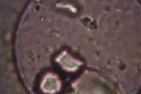 環(huán)保菌處理有機物